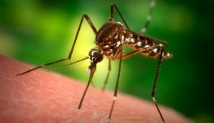 Яйця і личинки комарів: дещо про життєвому циклі комах