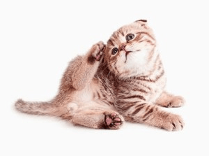 Лікування від коростяний кліща у кішок