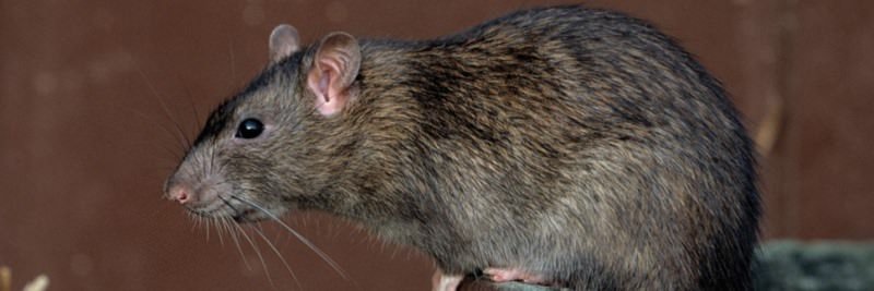 Чим відрізняється миша від щури: як відрізнити, як виглядають пацюки, мишеня, дитинча