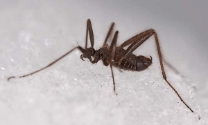 Куди зникають на зиму комарі