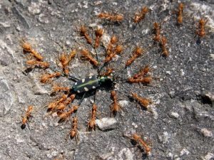 Яку користь можуть принести мурахи на ділянці