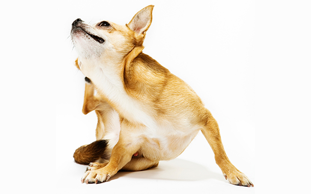 Діагностування і лікування підшкірного кліща у собак