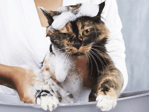 Як позбавити кішку від бліх