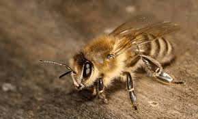 Способи позбавлення від бджіл