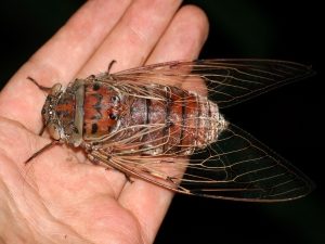 Мухи цикади – музиканти шкідники