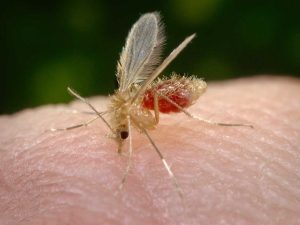 Піщані мухи: небезпека, яка чатує на відпочинку