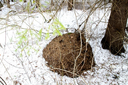 Бояться мурахи зимових морозів