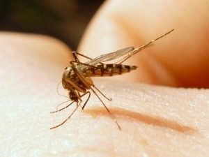 Піщані мухи: небезпека, яка чатує на відпочинку