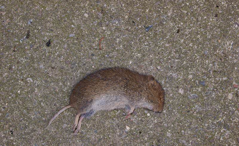Ефективна отрута для мишей   кращий спосіб позбавлення від шкідника
