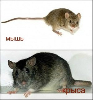 Чим відрізняється миша від щури: як відрізнити, як виглядають пацюки, мишеня, дитинча