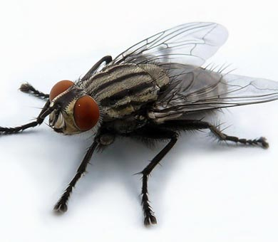Всі мухи шкідливі