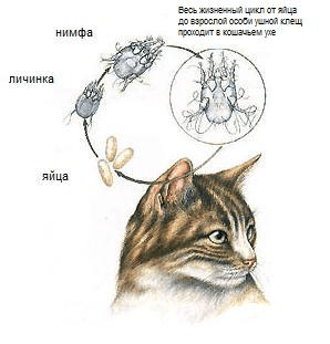Секрети здорового вушок: як вилікувати вушного кліща у кішки