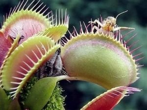 Від настирливих шкідників допоможе позбутися квітка, який їсть комах
