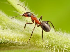 Яку користь можуть принести мурахи на ділянці