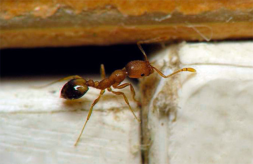 Дрібні мурашки в будинку: способи знищення