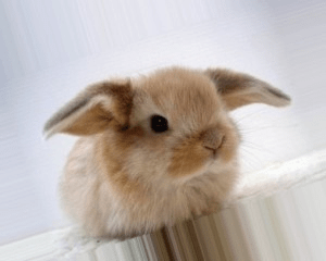 Вушні кліщі у кроликів: що це і як з ними боротися