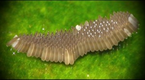 Яйця і личинки комарів: дещо про життєвому циклі комах