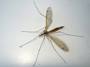 Чи варто боятися довгоногих комарів