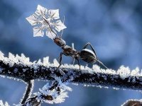 Бояться мурахи зимових морозів