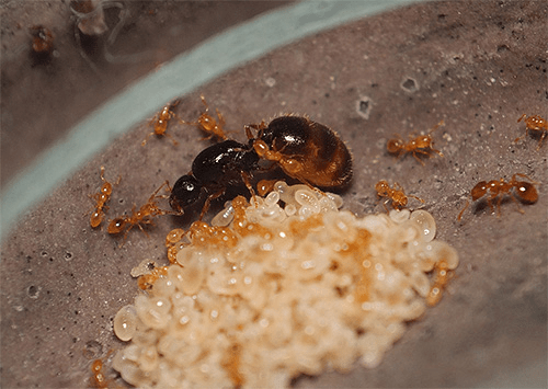 Пастки для мурашок: види та правила застосування