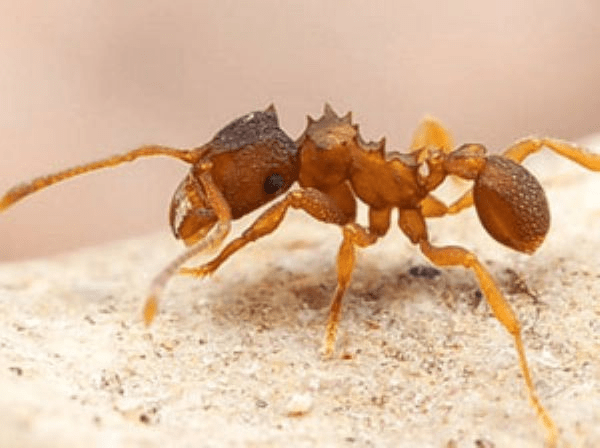 Як боротися з домашніми рудими мурахами