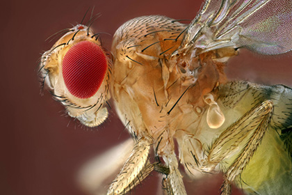 Плодові мухи: 5 простих способів позбутися