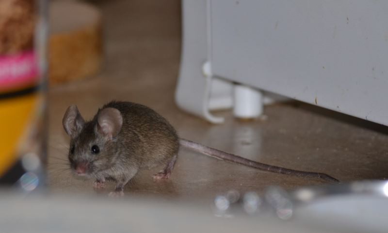 Як швидко позбавитися від щурів в приватному будинку?