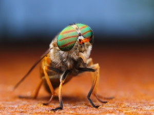 Цікаві факти про мухах