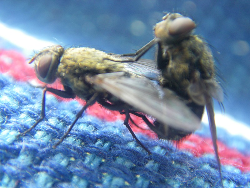 Чому мухи так швидко розмножуються
