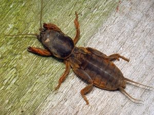 Капустянка – комаха, схожа на раку