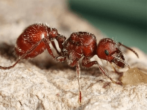 Особливості будови мурашки