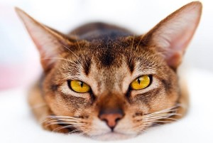 Блохи у кішки: як визначити і що робити