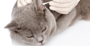 Лікування від коростяний кліща у кішок