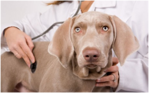 Діагностування і лікування підшкірного кліща у собак