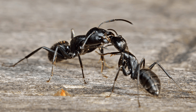 Особливості створення і життя мурашиної сімї
