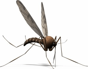 Основні відомості про тропічних комарів