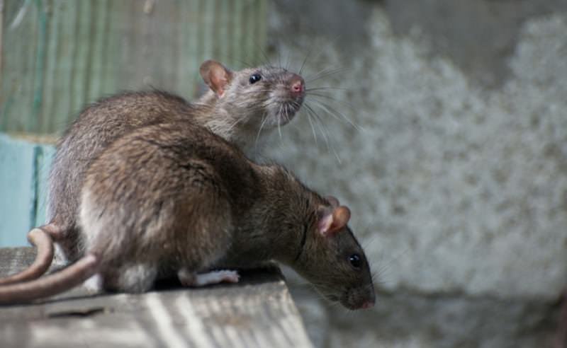 Як швидко позбавитися від щурів в приватному будинку?