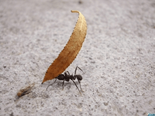 Мурахи – важкоатлети серед комах