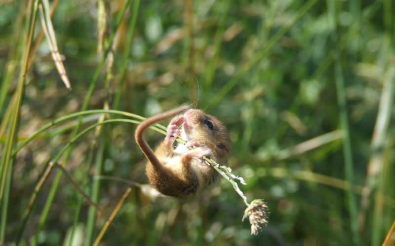 Боротьба з гризунами: чого бояться миші і щури