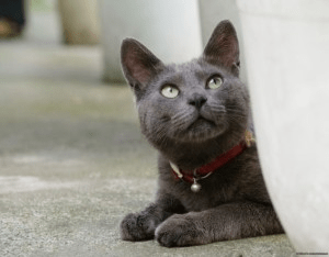 Як користуватися нашийником для кішок у боротьбі з блохами