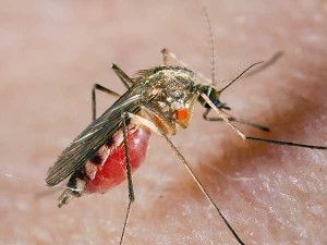 Тривалість життя звичайного комара
