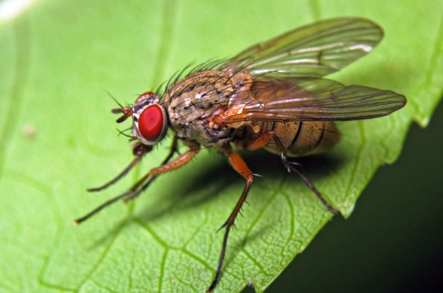 Як захистити врожай від цибулевої мухи