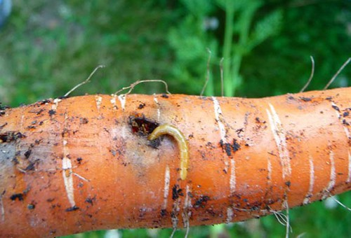 Як вигнати морквяну муху
