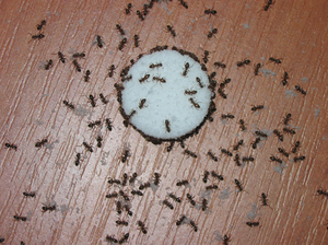 Як боротися з домашніми рудими мурахами