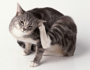 Вушний кліщ у котів: симптоми, лікування та профілактика