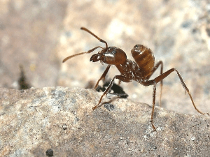 Тривалість життя мурашки