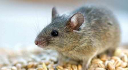 Ефективна отрута для мишей   кращий спосіб позбавлення від шкідника