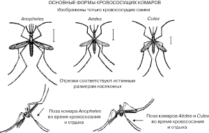 Різновиди комарів