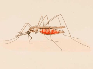 Харчування самця комара звичайного