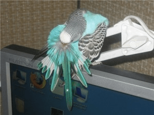 Як позбутися бліх у папуг